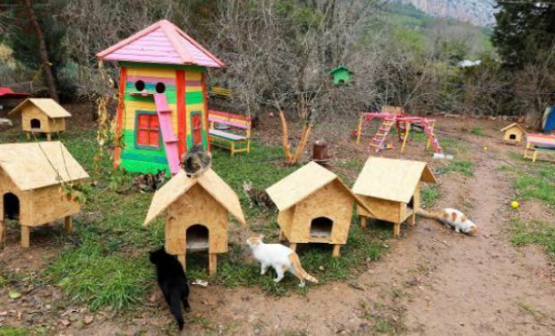 Kedi Dostlarimizin Mutlu Mesut Yasamasi Icin Dusunulmus Harika Olusum Antalya Kedi Koyu Listelist Com