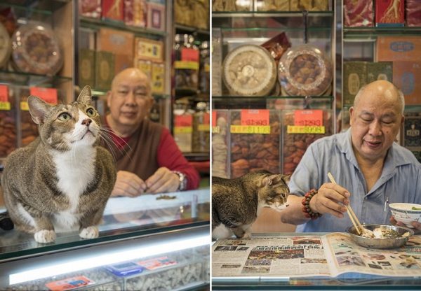 3C4B29A300000578-4125320-Dau_Ding_pictured_the_pet_of_a_traditional_Chinese_medicine_stor-a-5_1485278631963
