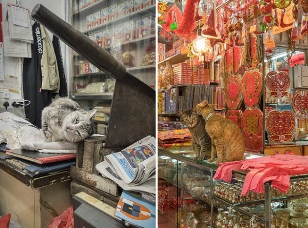3C4B29F800000578-4125320-The_Hong_Kong_shop_cats_accompany_their_owners_day_in_day_out-a-21_1485278784418