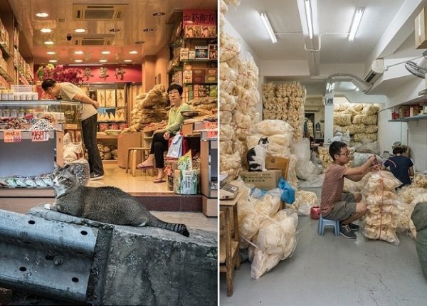 3C7852D900000578-4125320-The_shop_cats_tend_to_have_similar_expressions_with_their_owners-a-53_1485279613932