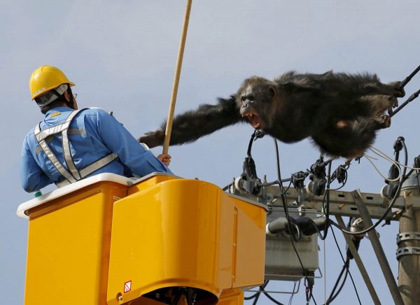 a-male-chimpanzee-screams-after-escaping-from-a-nearby-zoo-northern-japan-here-a-man-tries-to-capture-him-on-the-power-lines-in-a-residential-area
