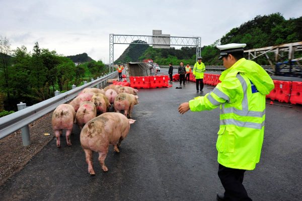 a-traffic-policeman-herds-pigs-that-escaped-from-a-truck-that-overturned-on-a-highway-in-jinhua-zhejiang-province-china