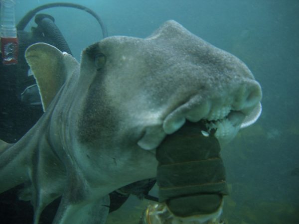 diver-cuddles-shark-rick-anderson-australia-4