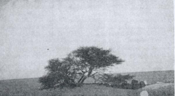 tree-of-tenere-4[6]