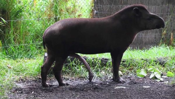 23-tapir penisi