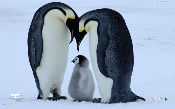 28-penguen