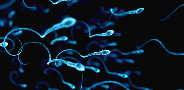 6-sperm