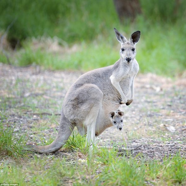 8-kangroo