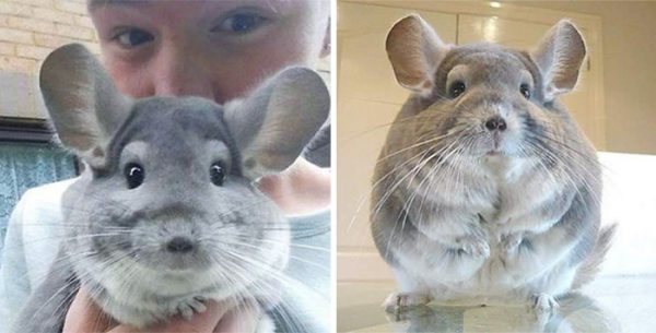 These-Perfectly-round-chinchillas-is-the-cutest-thing-youll-see-today-58ad58e777897__700