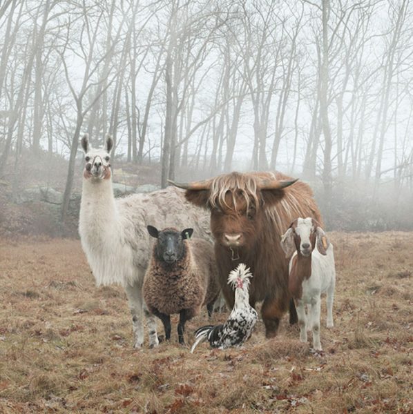animals-about-to-drop-album-photos-58aeb2b30934d__700