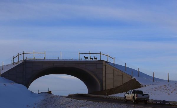bridges-for-animals-around-the-world-58a473b59be9c__880