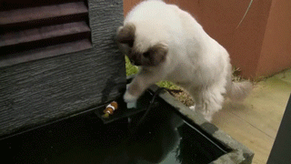cat-fish