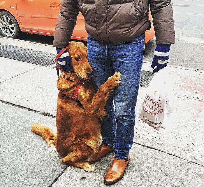 dog-gives-hugs-louboutina-retriever-new-york-11