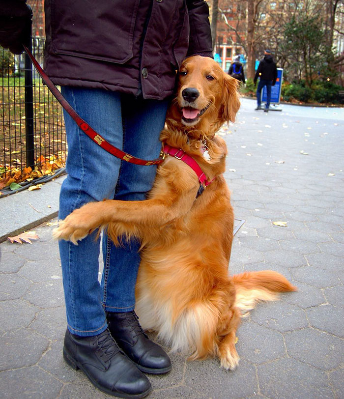 dog-gives-hugs-louboutina-retriever-new-york-18