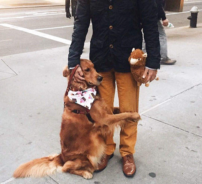 dog-gives-hugs-louboutina-retriever-new-york-19