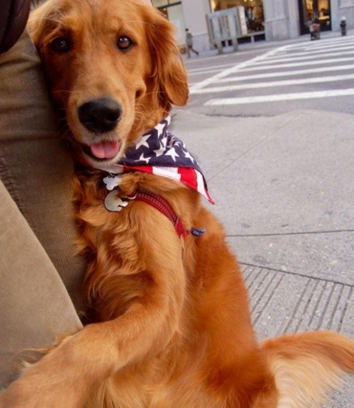 dog-gives-hugs-louboutina-retriever-new-york-2