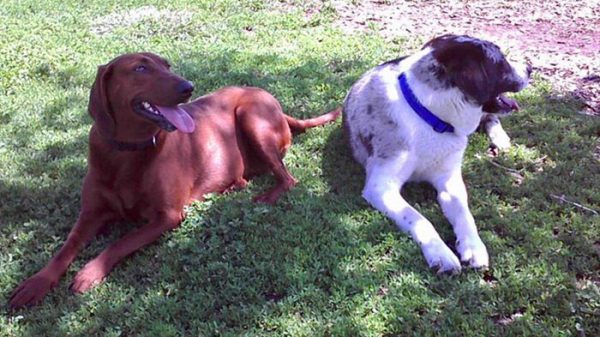 dogs-adopted-together-lucy-sully-3