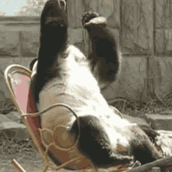 face-palm-panda