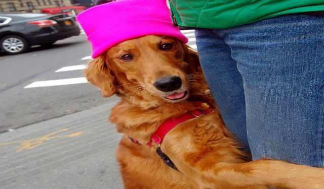 Sevgililer Gununde Yalnizlara Sarilarak Sevgisini Gosteren Tontis Otesi Golden Cinsi Kopek Listelist Com