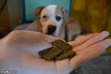 love-eat-dog