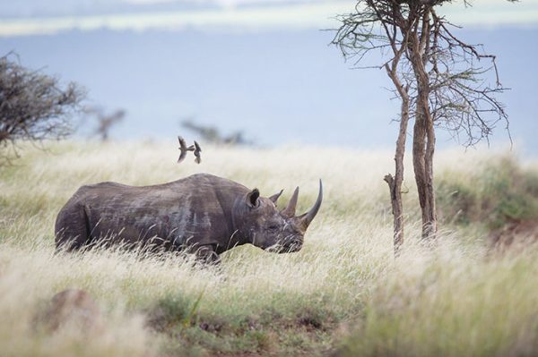 national-park-shoots-people-protects-rhinos-kaziranga-11