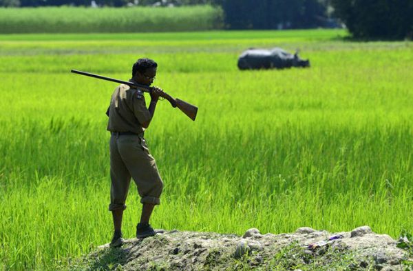 national-park-shoots-people-protects-rhinos-kaziranga-3