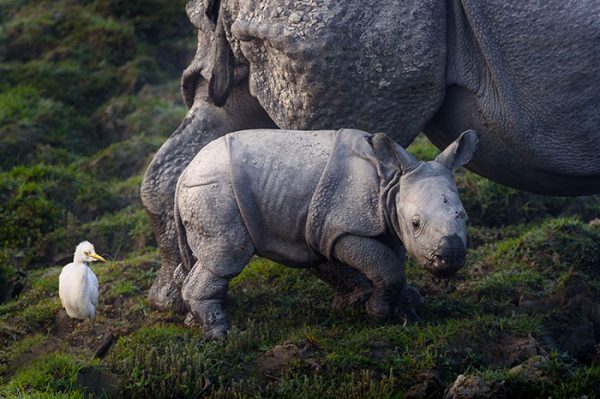 national-park-shoots-people-protects-rhinos-kaziranga-7