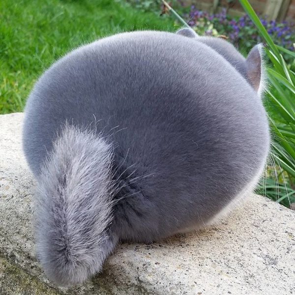 perfectly-round-chinchilla-camerons-chinchillas-12-58ad536bef780__700