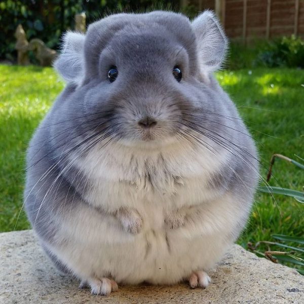 perfectly-round-chinchilla-camerons-chinchillas-15-58ad5374a8afb__700