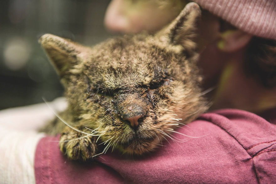 untouchable-cat-sarcoptic-mange-hugged-valentino-4-1