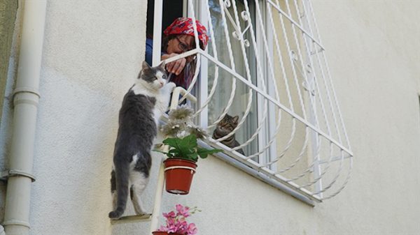 woman-builds-stray-cat-ladder-turkey-photo12-58b400dd72f96__700