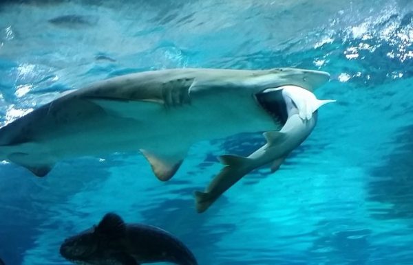 01-29-sharkeatingshark-01