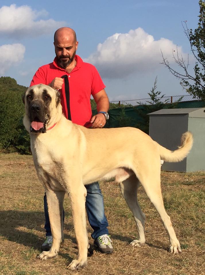 Farklı Özelliklere Sahip, Hepsi Birbirinden Değerli 7 Türk Köpek Irkı
