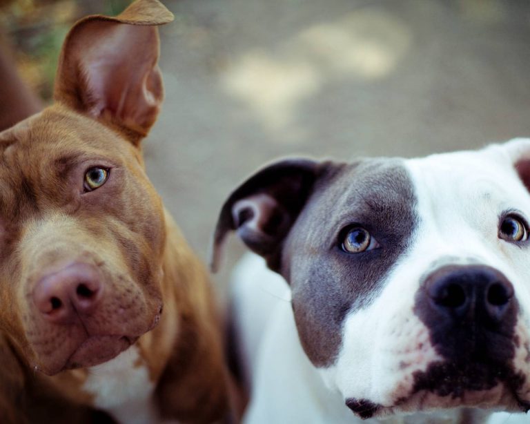 köpeklere fısıldayan adam havlama sorunu