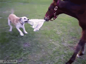 horse-chasing-dog