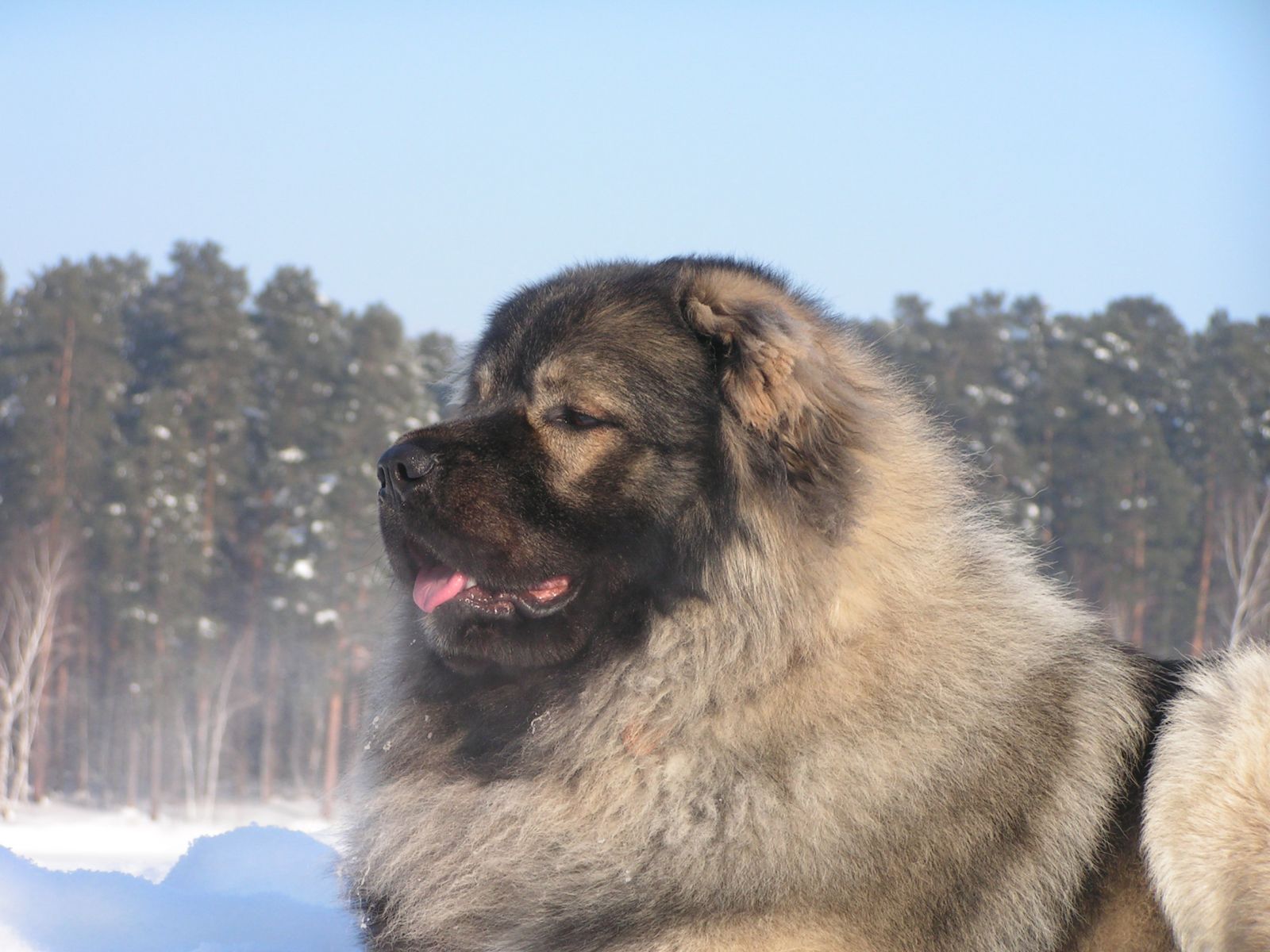 Farklı Özelliklere Sahip, Hepsi Birbirinden Değerli 7 Türk Köpek Irkı