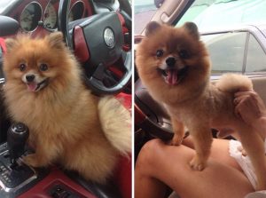 share-pictures-of-your-dogs-before-and-after-their-haircuts-5-58d29d40a8337__700