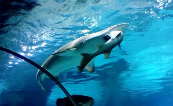 shark-eats-shark_650x400_51454331066