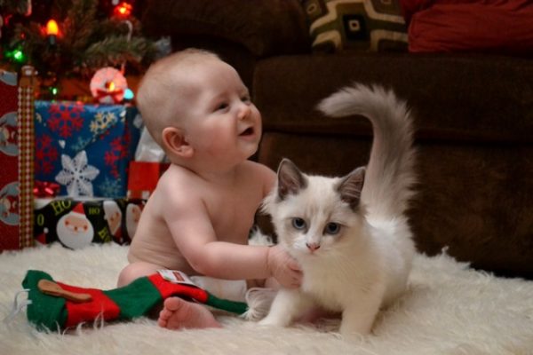 1732805-babycat-650-0fa8da1eae-1484649395
