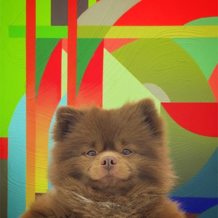 barınaktan köpek nasıl sahiplenir