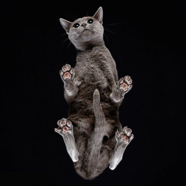 25-photos-of-cats-taken-from-underneath-10__880