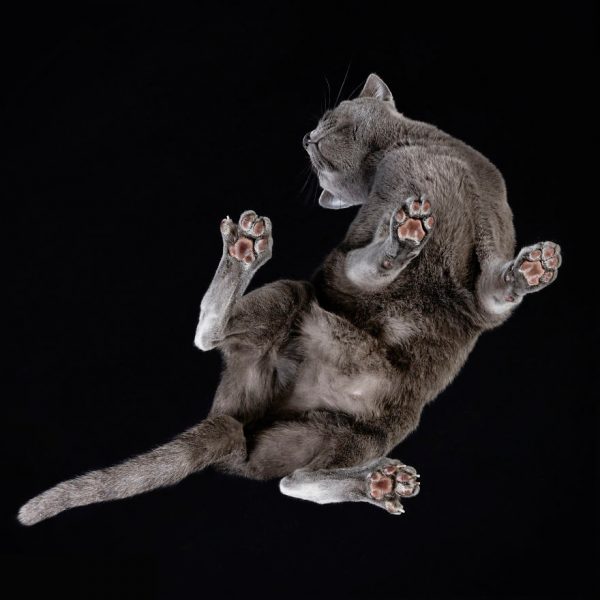 25-photos-of-cats-taken-from-underneath-11__880