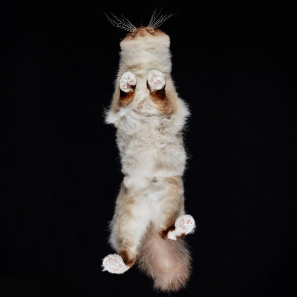 25-photos-of-cats-taken-from-underneath-15__880