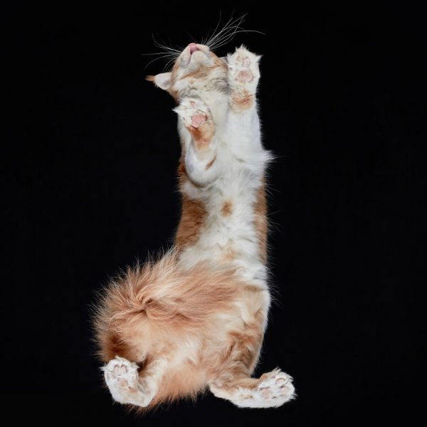 25-photos-of-cats-taken-from-underneath-22__880