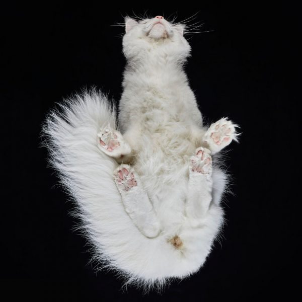 25-photos-of-cats-taken-from-underneath-23__880