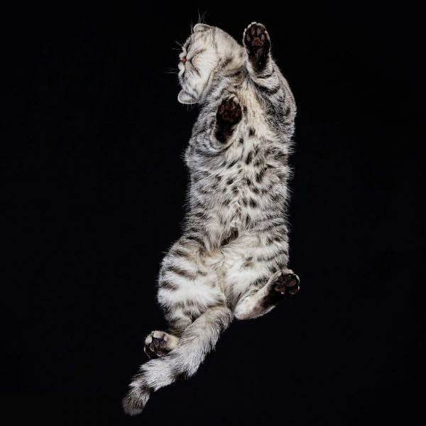25-photos-of-cats-taken-from-underneath-24__880