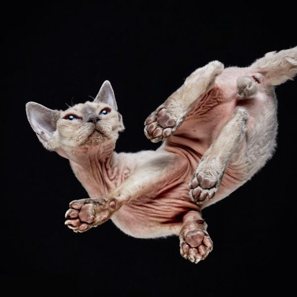 25-photos-of-cats-taken-from-underneath-2__880