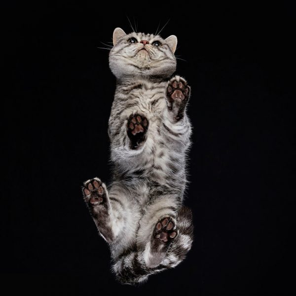 25-photos-of-cats-taken-from-underneath-5__880