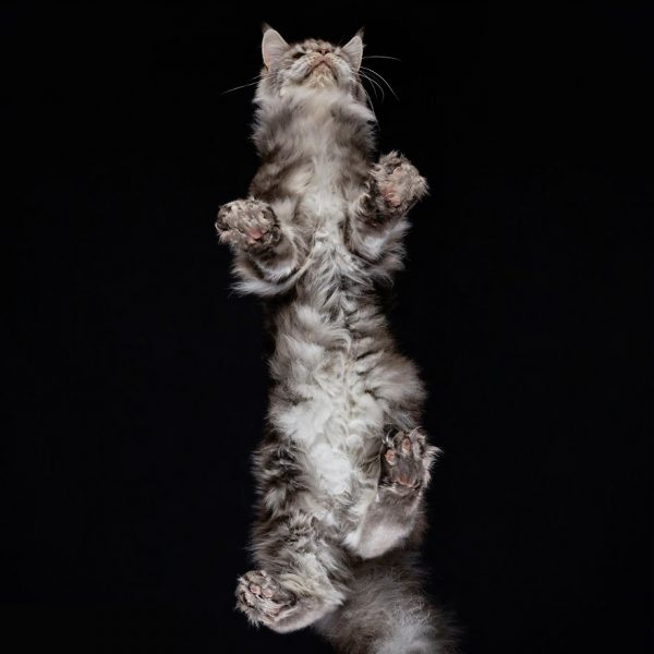 25-photos-of-cats-taken-from-underneath__880