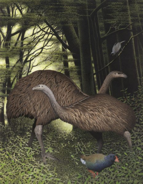 9-Dinornis